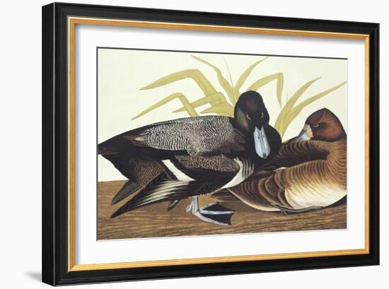 Scaup Duck-John James Audubon-Framed Art Print