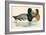Scaup Duck-Beverley R. Morris-Framed Giclee Print