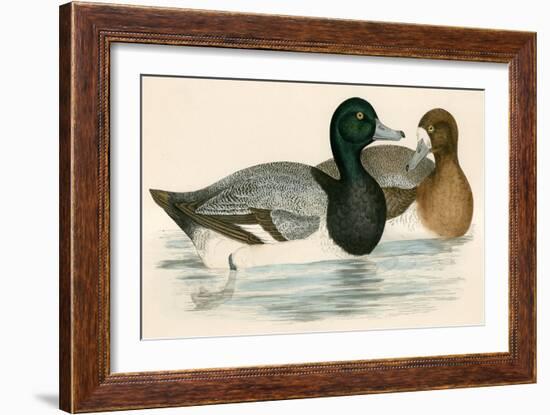 Scaup Duck-Beverley R. Morris-Framed Giclee Print