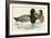 Scaup Duck-Beverley R. Morris-Framed Giclee Print