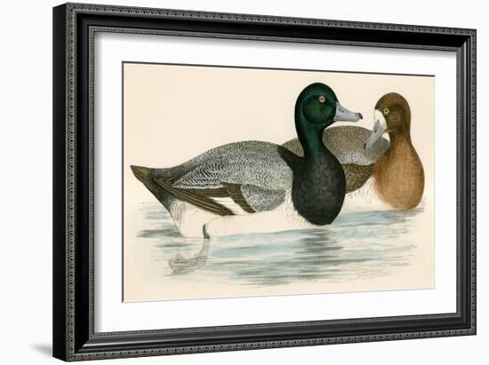 Scaup Duck-Beverley R. Morris-Framed Giclee Print