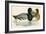 Scaup Duck-Beverley R. Morris-Framed Giclee Print