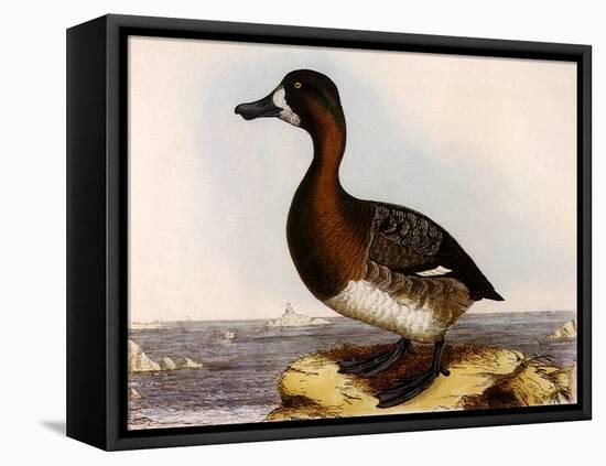 Scaup Pochard, Female, Aythya Marila-William Home Lizars-Framed Premier Image Canvas