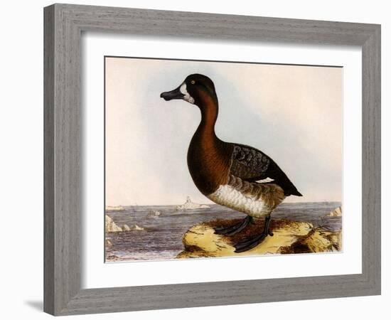 Scaup Pochard, Female, Aythya Marila-William Home Lizars-Framed Giclee Print