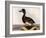 Scaup Pochard, Female, Aythya Marila-William Home Lizars-Framed Giclee Print