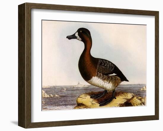 Scaup Pochard, Female, Aythya Marila-William Home Lizars-Framed Giclee Print