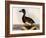 Scaup Pochard, Female, Aythya Marila-William Home Lizars-Framed Giclee Print