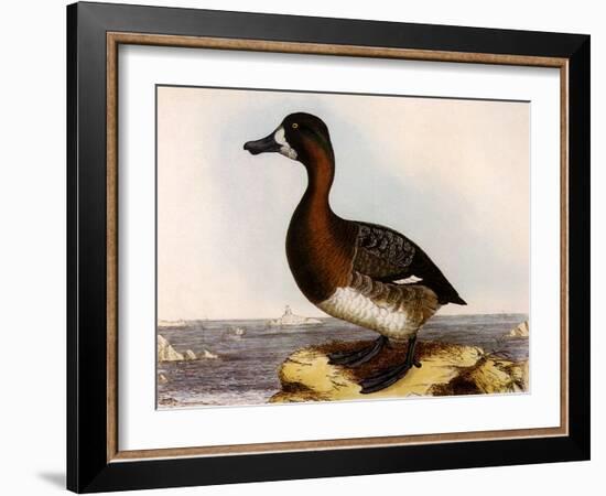 Scaup Pochard, Female, Aythya Marila-William Home Lizars-Framed Giclee Print