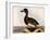 Scaup Pochard, Female, Aythya Marila-William Home Lizars-Framed Giclee Print