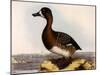 Scaup Pochard, Female, Aythya Marila-William Home Lizars-Mounted Giclee Print