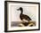 Scaup Pochard, Female, Aythya Marila-William Home Lizars-Framed Giclee Print