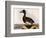 Scaup Pochard, Female, Aythya Marila-William Home Lizars-Framed Premium Giclee Print