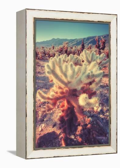 Scene at Cholla Cactus Garden-Vincent James-Framed Premier Image Canvas