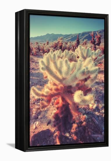 Scene at Cholla Cactus Garden-Vincent James-Framed Premier Image Canvas