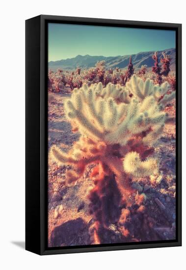 Scene at Cholla Cactus Garden-Vincent James-Framed Premier Image Canvas