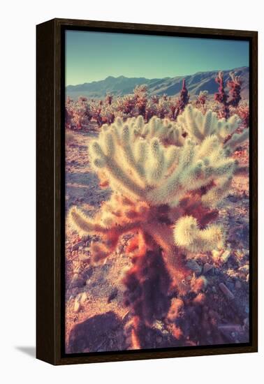 Scene at Cholla Cactus Garden-Vincent James-Framed Premier Image Canvas