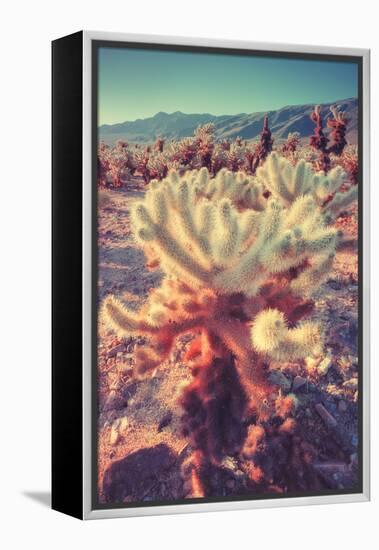 Scene at Cholla Cactus Garden-Vincent James-Framed Premier Image Canvas