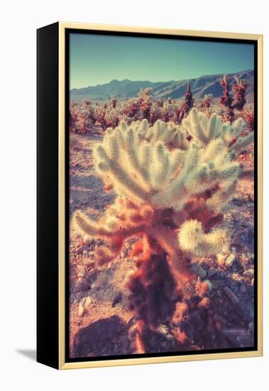 Scene at Cholla Cactus Garden-Vincent James-Framed Premier Image Canvas