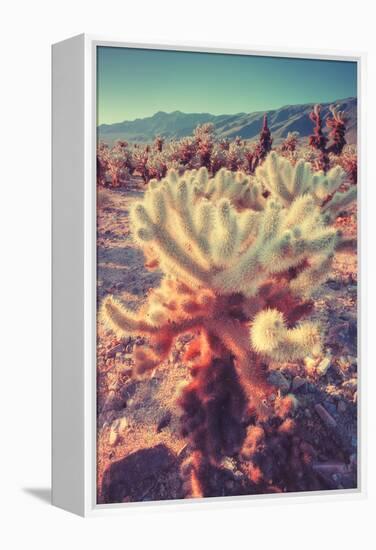 Scene at Cholla Cactus Garden-Vincent James-Framed Premier Image Canvas