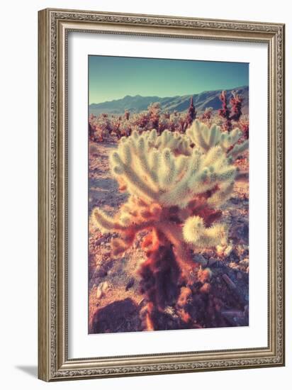 Scene at Cholla Cactus Garden-Vincent James-Framed Photographic Print