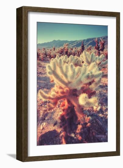 Scene at Cholla Cactus Garden-Vincent James-Framed Photographic Print