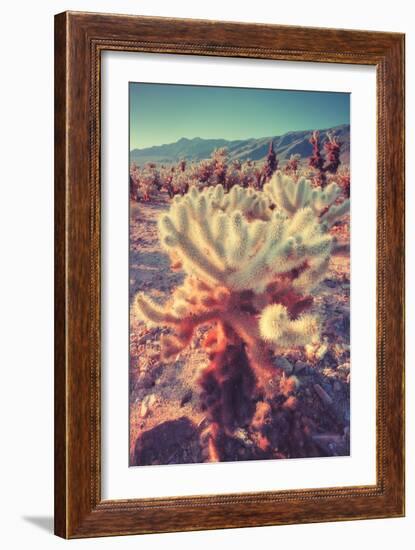 Scene at Cholla Cactus Garden-Vincent James-Framed Photographic Print