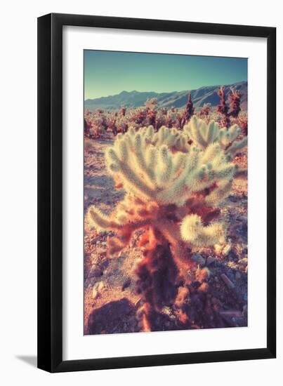 Scene at Cholla Cactus Garden-Vincent James-Framed Photographic Print