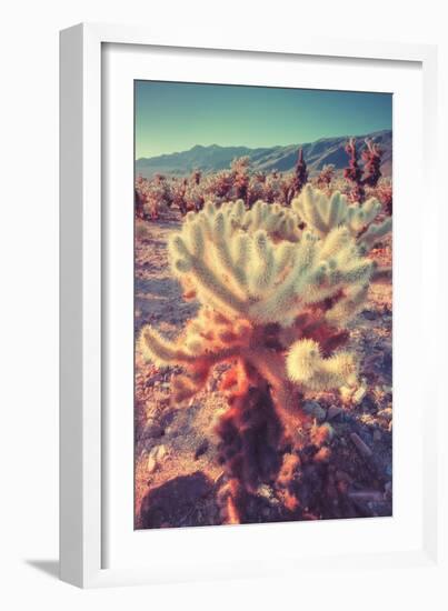 Scene at Cholla Cactus Garden-Vincent James-Framed Photographic Print