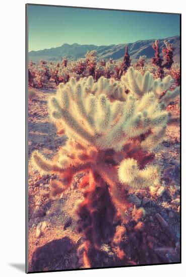 Scene at Cholla Cactus Garden-Vincent James-Mounted Photographic Print