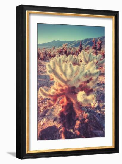 Scene at Cholla Cactus Garden-Vincent James-Framed Photographic Print