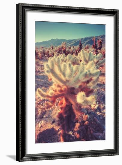 Scene at Cholla Cactus Garden-Vincent James-Framed Photographic Print