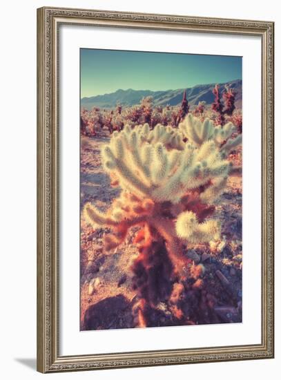 Scene at Cholla Cactus Garden-Vincent James-Framed Photographic Print