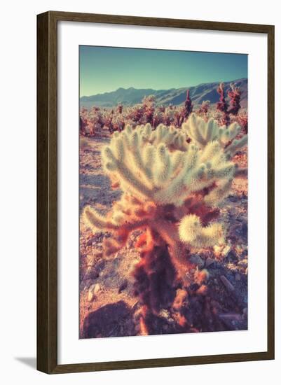 Scene at Cholla Cactus Garden-Vincent James-Framed Photographic Print