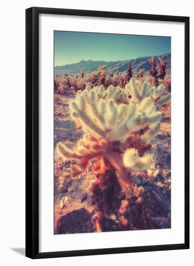 Scene at Cholla Cactus Garden-Vincent James-Framed Photographic Print