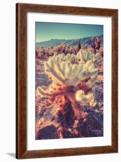 Scene at Cholla Cactus Garden-Vincent James-Framed Photographic Print