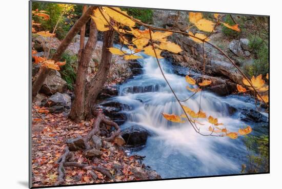 Scene of Autumn Leaves and Duck Brook-Vincent James-Mounted Photographic Print