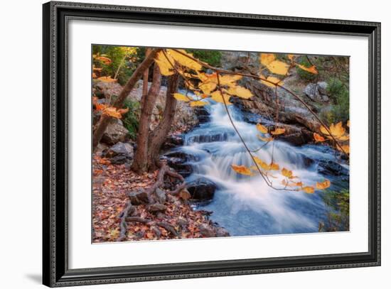 Scene of Autumn Leaves and Duck Brook-Vincent James-Framed Photographic Print