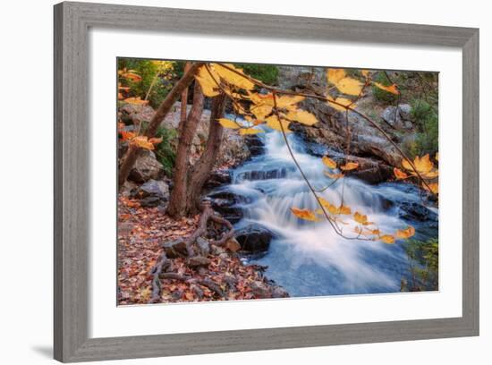 Scene of Autumn Leaves and Duck Brook-Vincent James-Framed Photographic Print