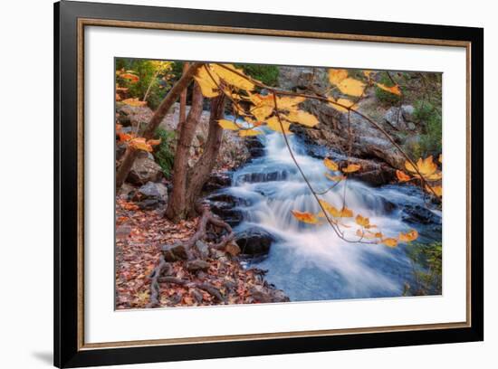 Scene of Autumn Leaves and Duck Brook-Vincent James-Framed Photographic Print