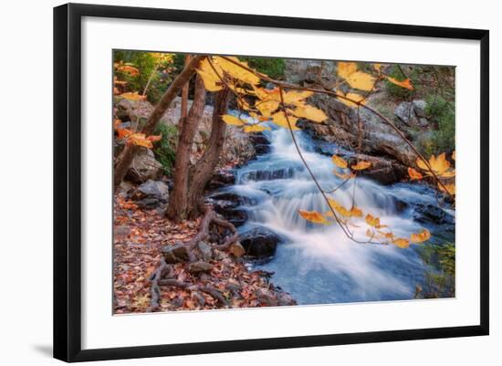 Scene of Autumn Leaves and Duck Brook-Vincent James-Framed Photographic Print