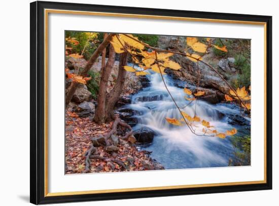 Scene of Autumn Leaves and Duck Brook-Vincent James-Framed Photographic Print