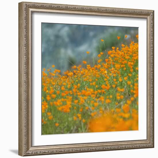 Scene of Riverside Poppies, Merced River Canyon-Vincent James-Framed Photographic Print