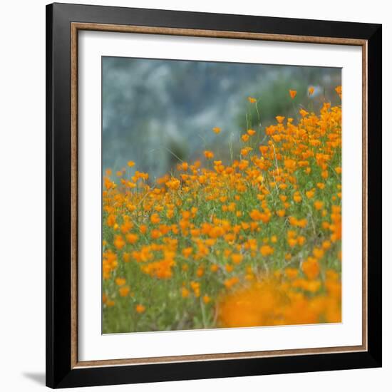 Scene of Riverside Poppies, Merced River Canyon-Vincent James-Framed Photographic Print