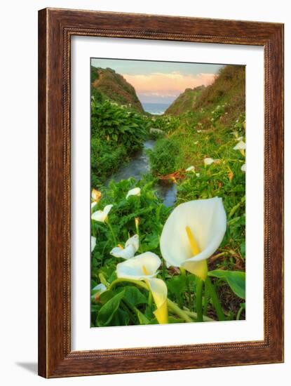 Scene of the Cala Lillies-Vincent James-Framed Photographic Print