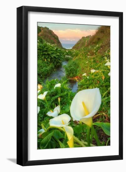 Scene of the Cala Lillies-Vincent James-Framed Photographic Print