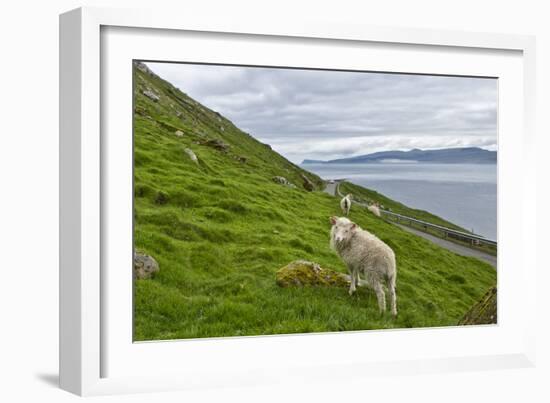 Scene Of Water And Free Roaming Sheep, Steymoy Island, Before Arriving In Kirkjubøur, Faroe Islands-Karine Aigner-Framed Photographic Print