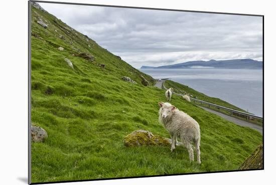 Scene Of Water And Free Roaming Sheep, Steymoy Island, Before Arriving In Kirkjubøur, Faroe Islands-Karine Aigner-Mounted Photographic Print