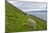 Scene Of Water And Free Roaming Sheep, Steymoy Island, Before Arriving In Kirkjubøur, Faroe Islands-Karine Aigner-Mounted Photographic Print