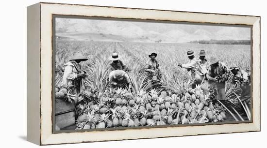 Scene on a pineapple plantation, with harvested pineapples, Hawaii, c.1910-25-null-Framed Premier Image Canvas