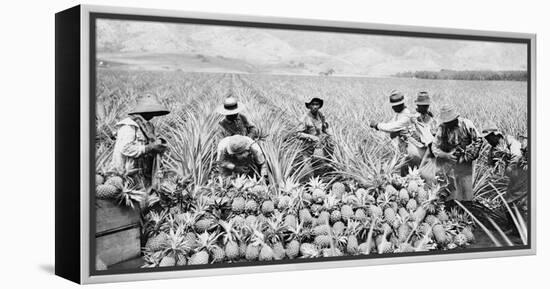 Scene on a pineapple plantation, with harvested pineapples, Hawaii, c.1910-25-null-Framed Premier Image Canvas